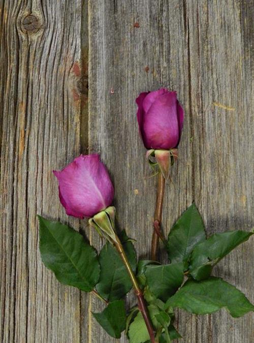 MAMY BLUE PURPLE GARDEN ROSES